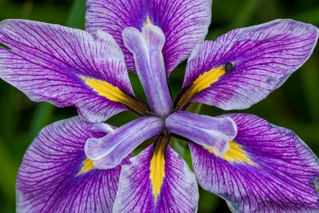 Vuoi iris che fioriscono tutta l’estate? Ecco le varietà spettacolari che devi piantare