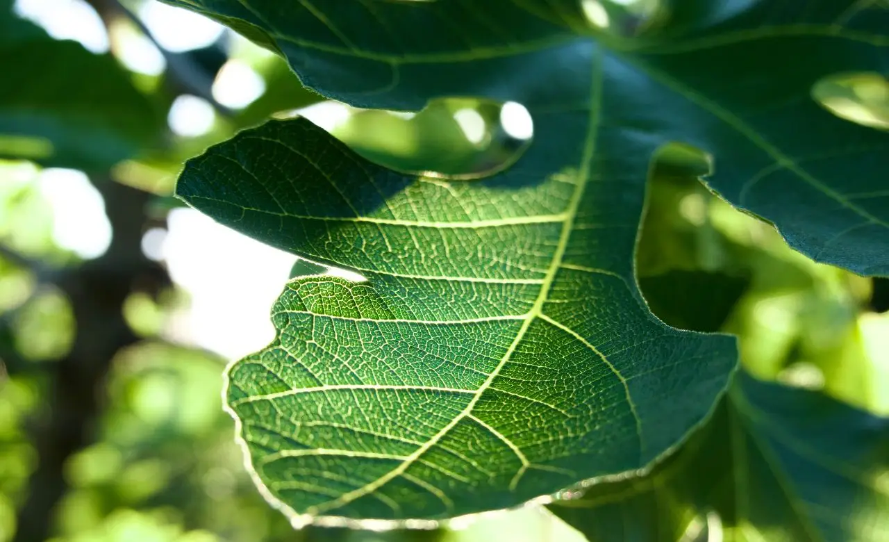 Foglie appiccicose sulle piante? Ecco la causa comune che stai ignorando e come risolvere