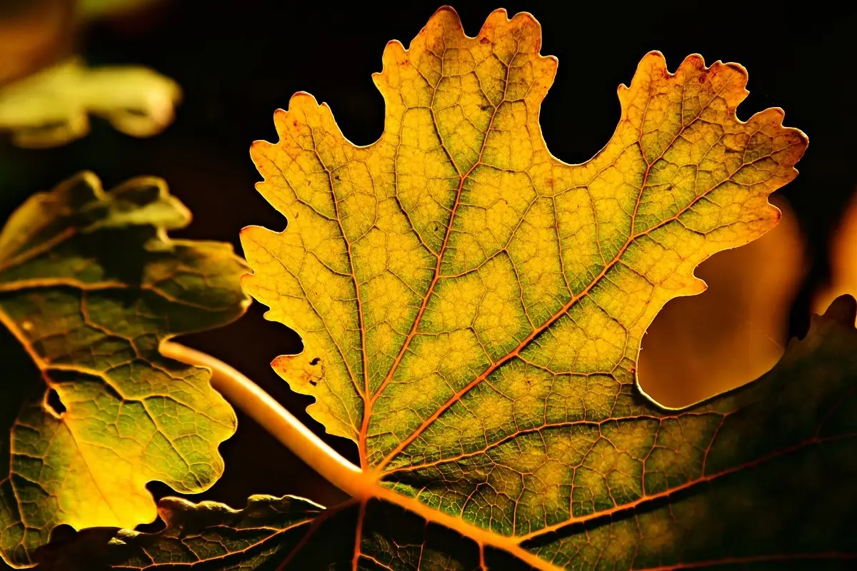 Trovi le foglie delle tue piante mangiate? Ecco il rimedio naturale per salvare il giardino