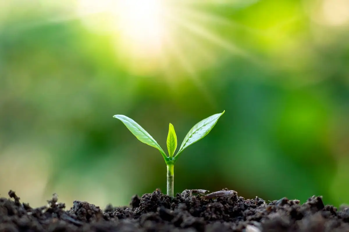 Viaggio nel tempo: ecco la prima pianta che ha cambiato per sempre la storia della Terra