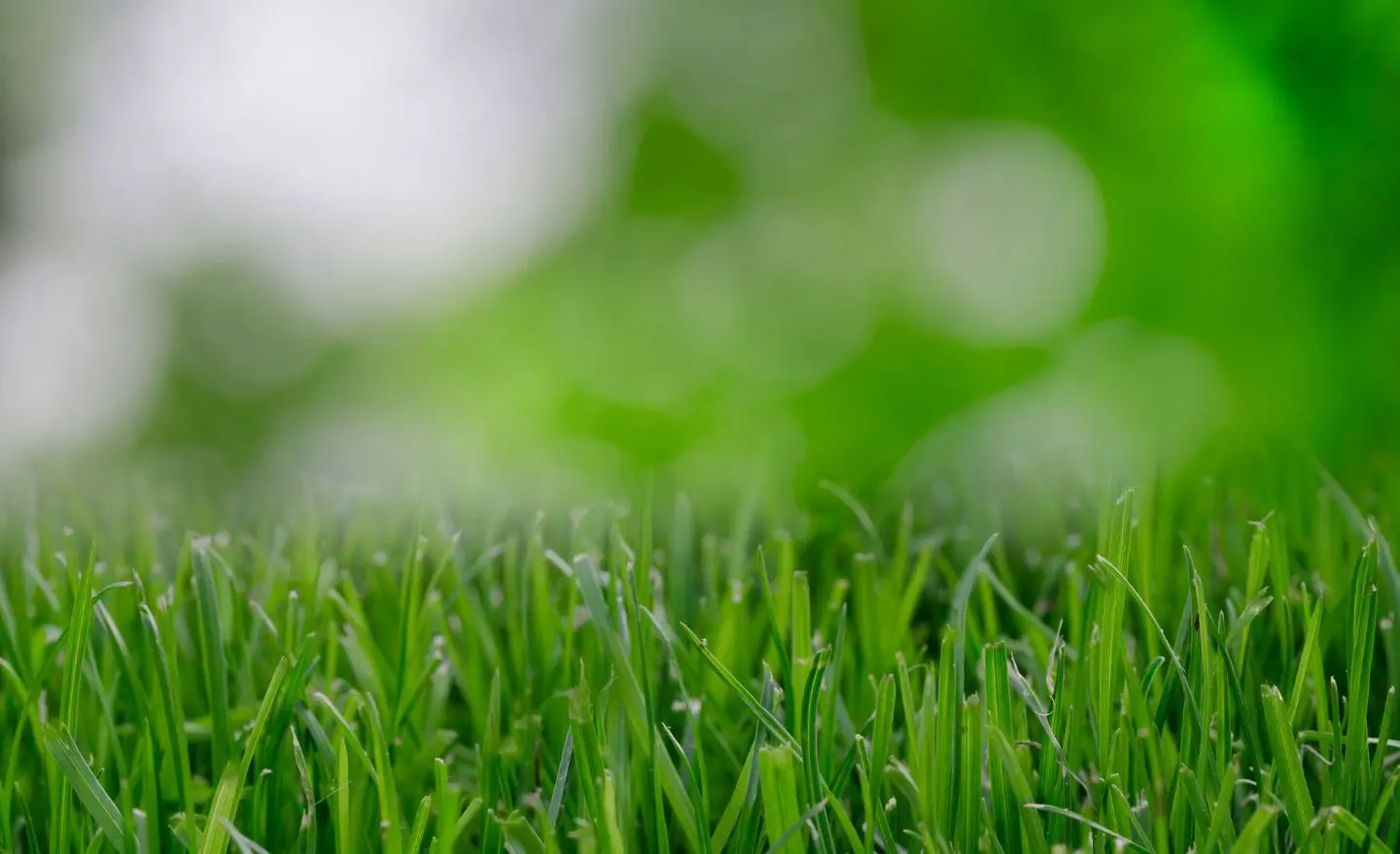 Hai un prato sintetico? Ecco l’errore che fai se non aggiungi la sabbia e perché è fondamentale