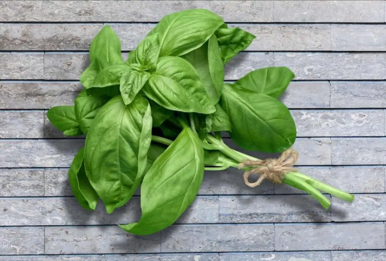 Hai sempre sbagliato a posizionare il basilico: ecco dove metterlo per farlo crescere folto