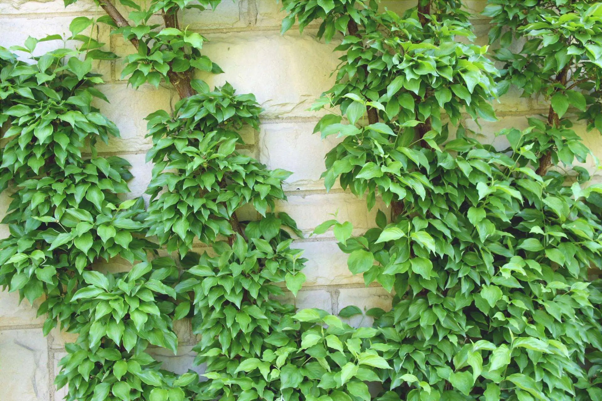 Vuoi coprire un muro o un balcone? Ecco la rampicante che non muore nemmeno d’inverno