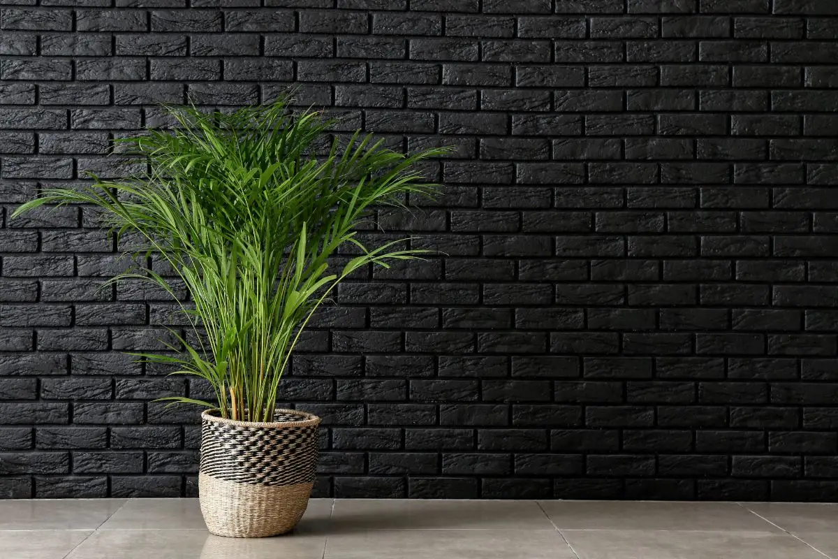 Il segreto dei giardinieri per far crescere la tua Cycas il doppio più velocemente