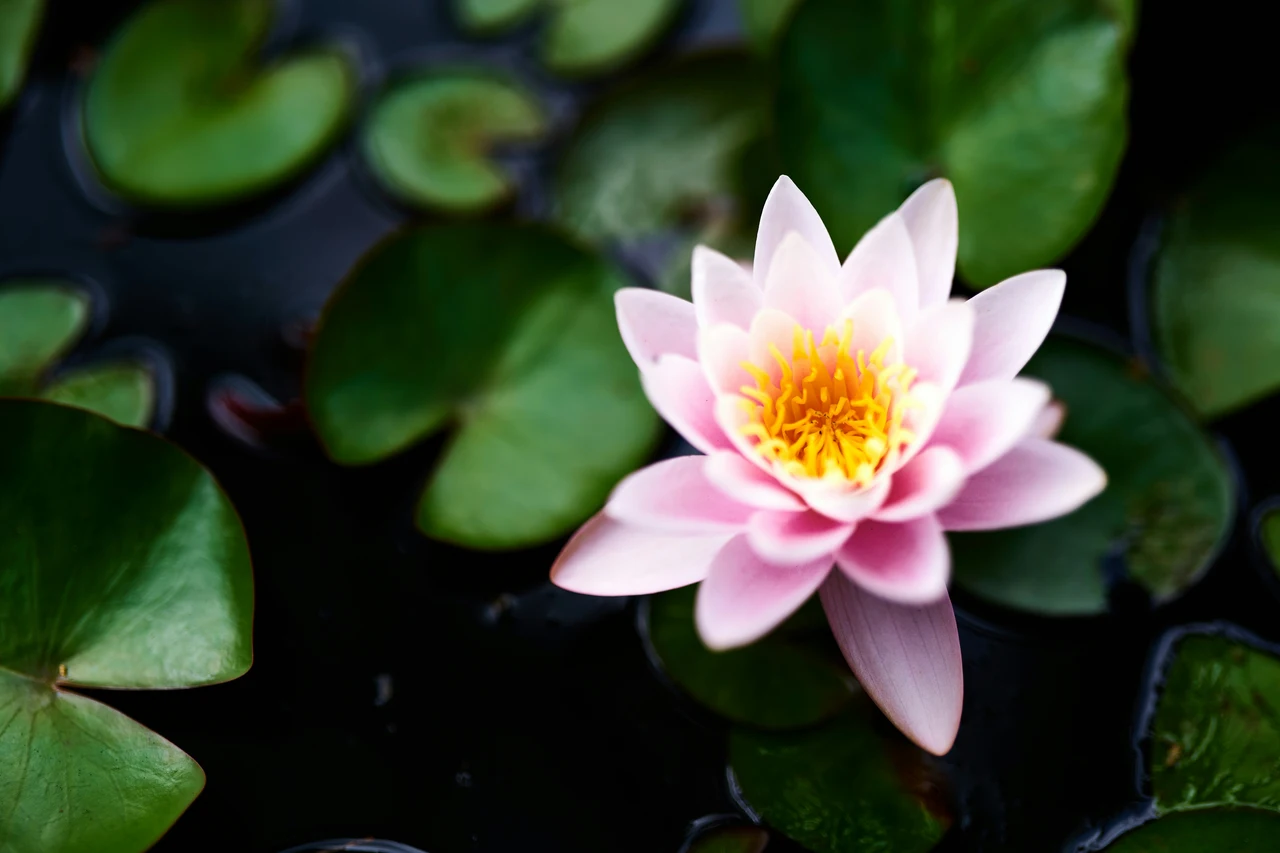 Il fiore che attira ricchezza e felicità in casa: ecco quale scegliere