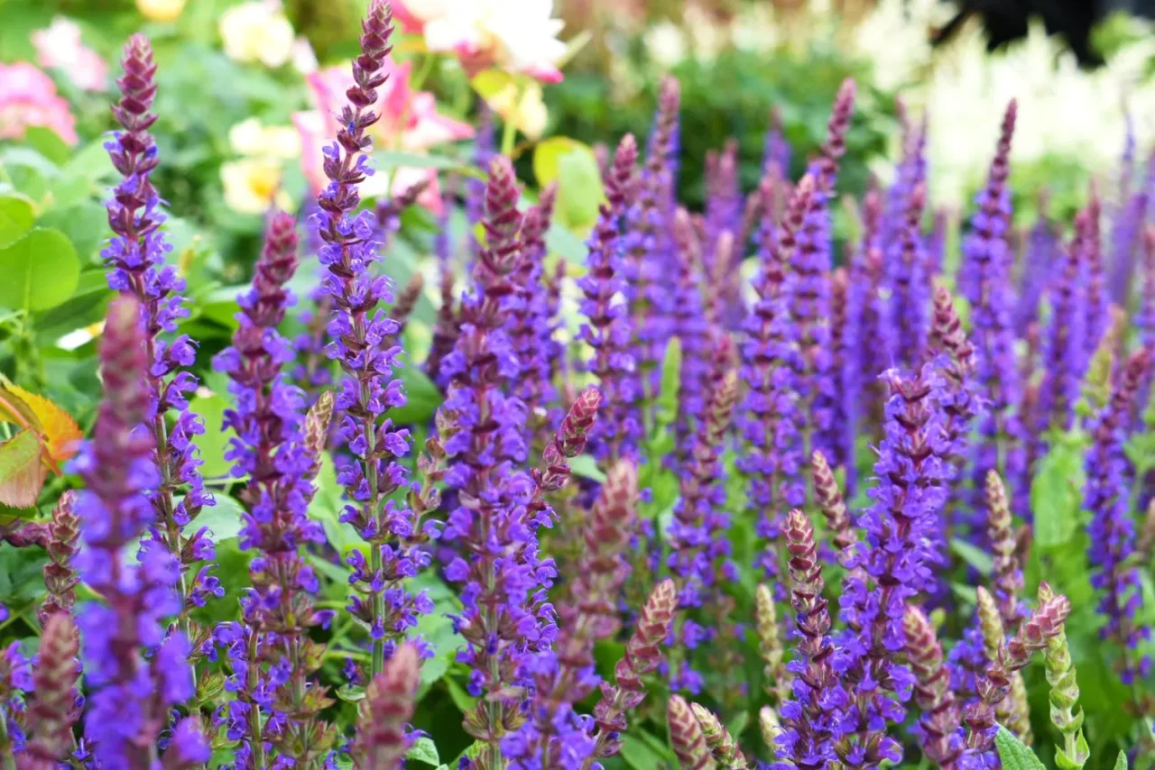 Il colore più elegante per il tuo giardino: ecco i fiori viola incredibili che resistono al caldo