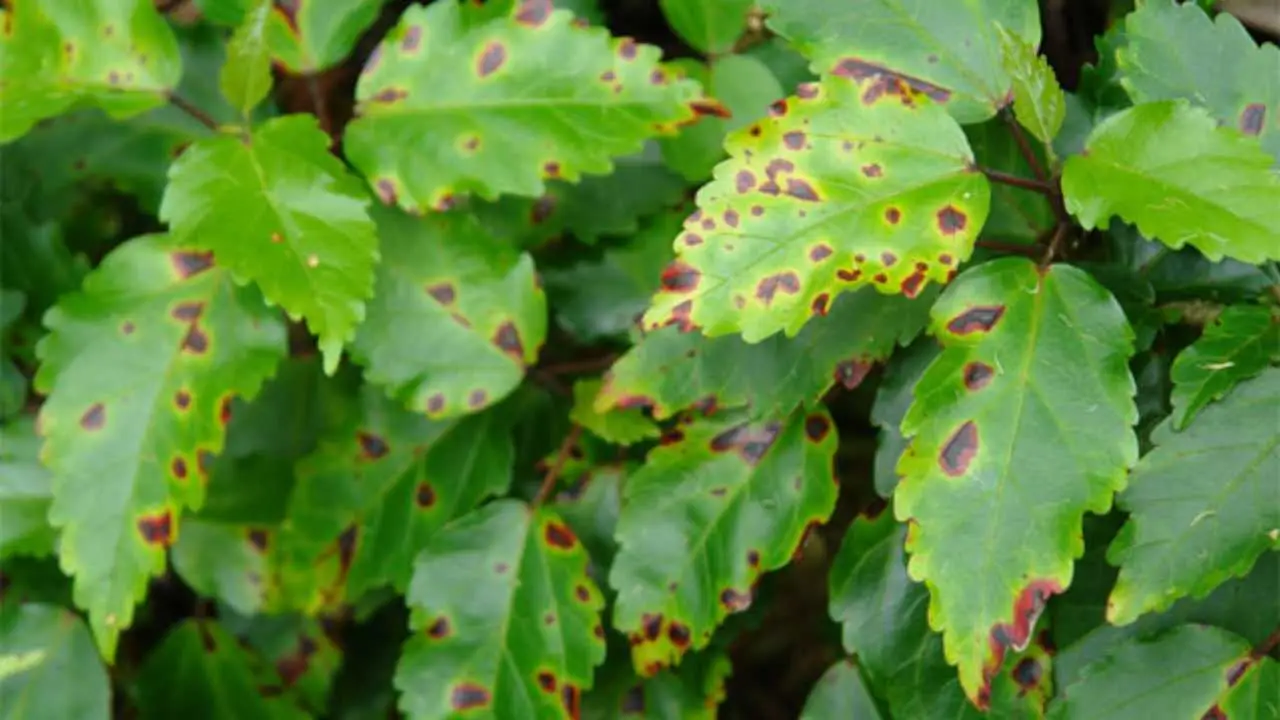 Il tuo corbezzolo è malato? Attenzione a questi segnali di malattia e scopri come curarlo subito