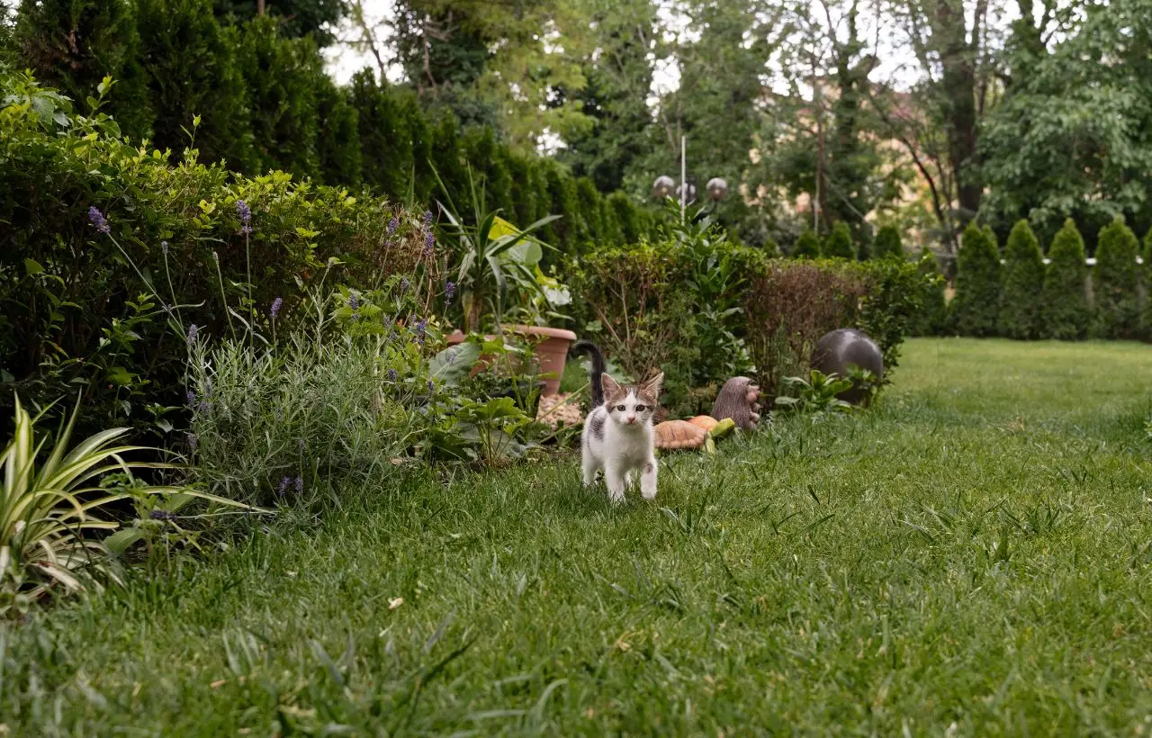 Allerta ladri o animali? Ecco il trucco definitivo per mettere in sicurezza il tuo giardino