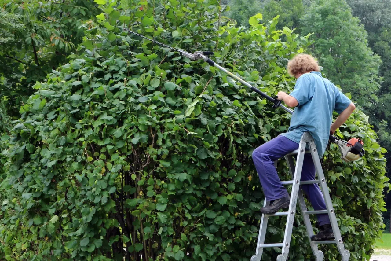 Il trucco dei giardinieri per stabilizzare le piante instabili e farle crescere dritte