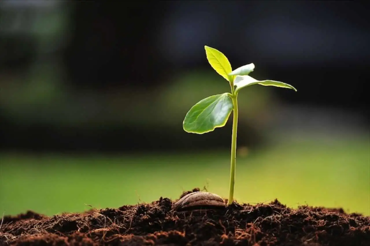 La pianta miracolosa che resiste a tutto: ecco perché sarà il cibo del futuro