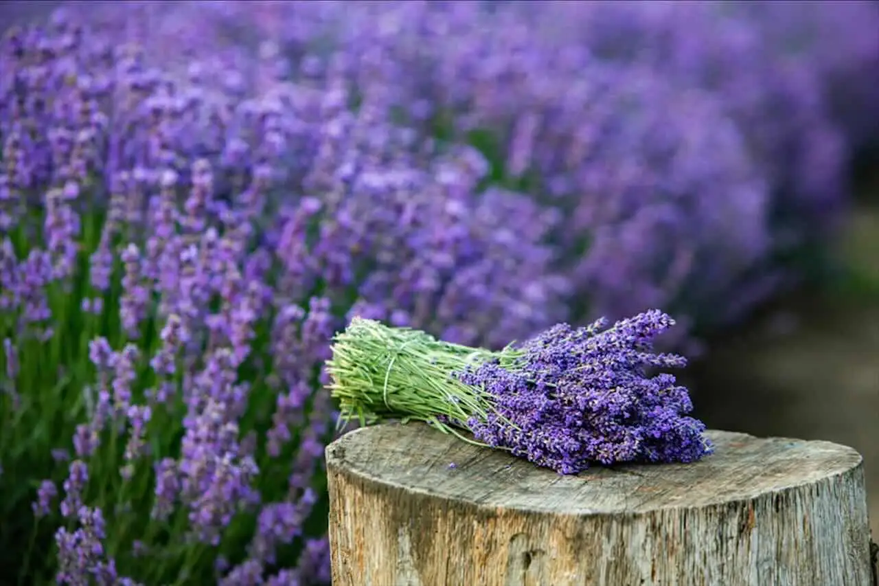 La tua lavanda diventa legnosa e brutta? Ecco l’errore che hai fatto e come salvarla