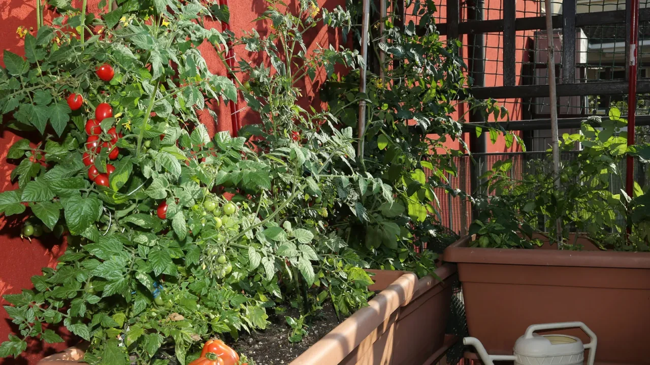 Allerta nottua gialla: ecco cosa è questo parassita e perché sta devastando i tuoi ortaggi