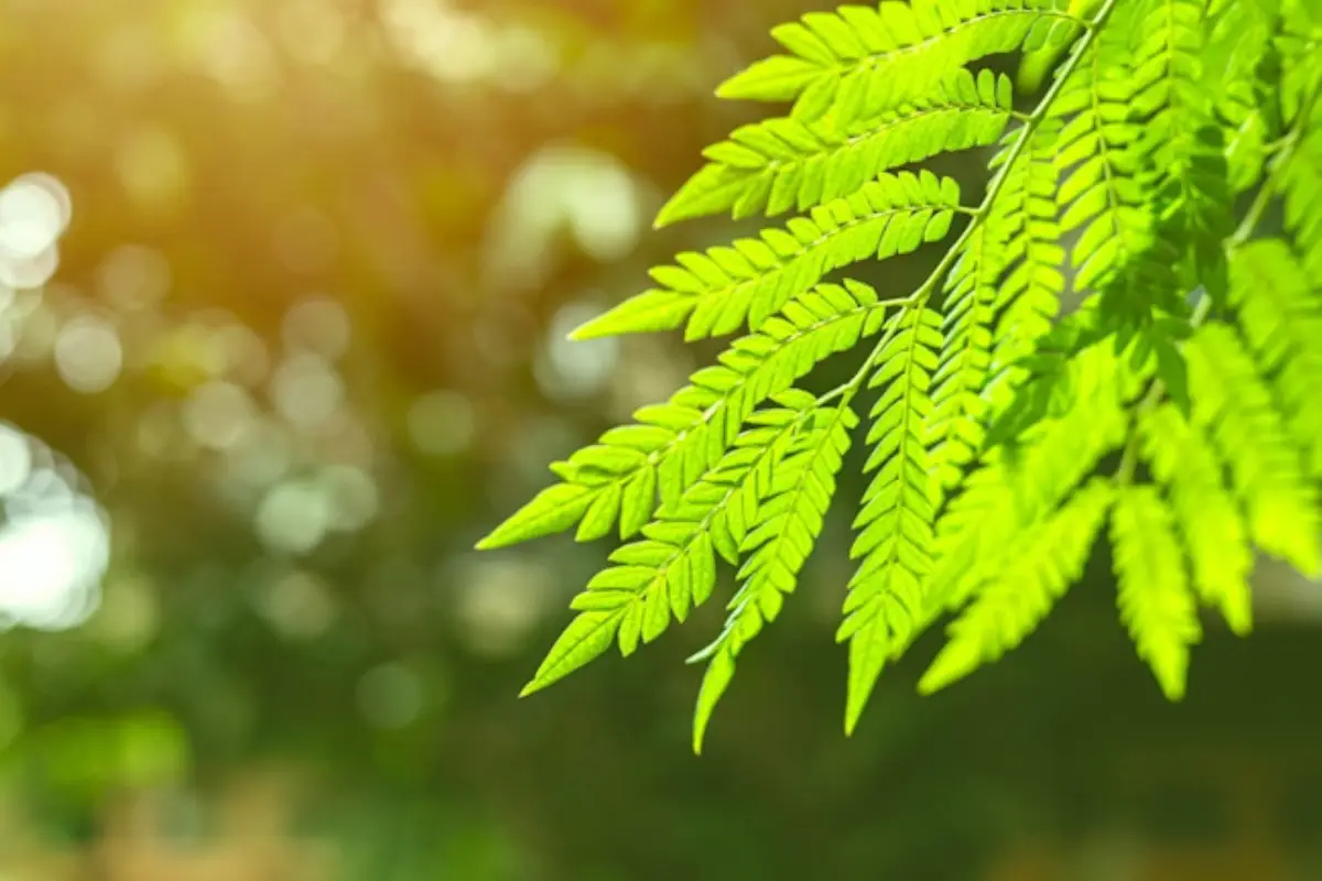 Ecco la pianta più antica del mondo: esisteva prima dei dinosauri e puoi coltivarla in giardino