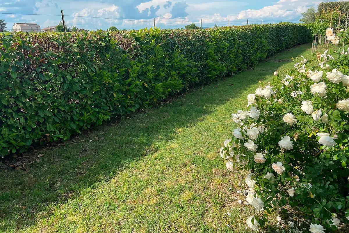 Quanto vale davvero il tuo giardino? Ecco il metodo corretto per calcolare il suo prezzo