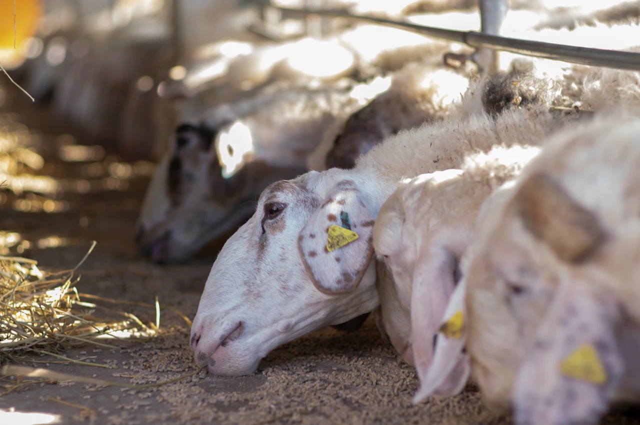 Non solo allevamento: ecco le attività agricole più redditizie che stanno rivoluzionando il settore