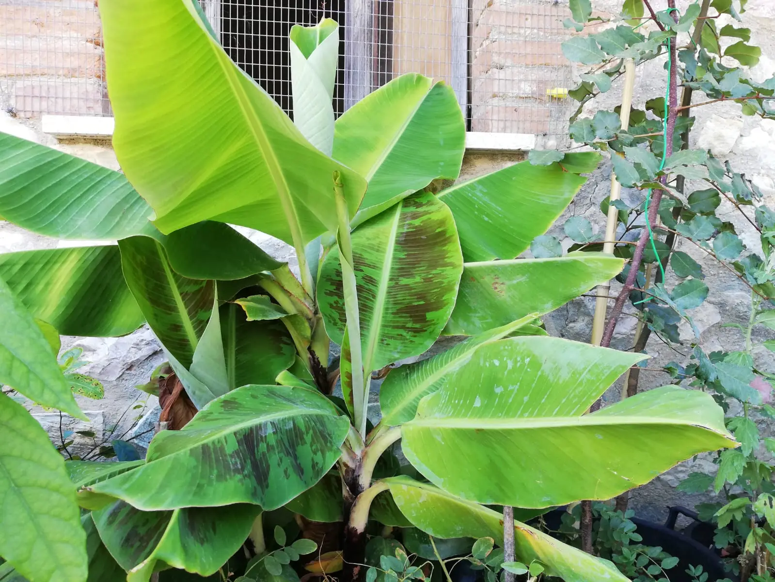 Pianta appiccicosa e malata? Ecco l’insetto nascostissimo e come eliminarlo subito