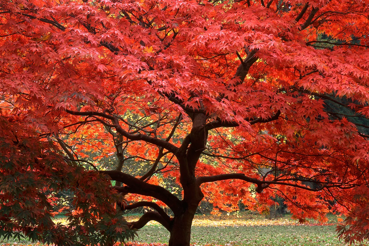 Non aspettare l’autunno per fare questo errore: ecco cosa devi fare subito in casa e in giardino