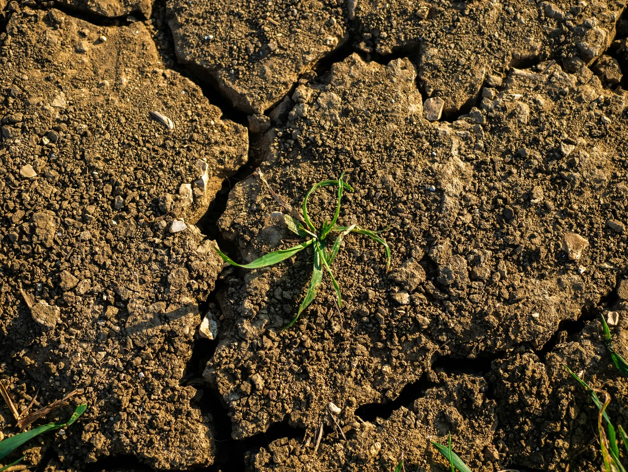Usi ancora la torba? Ecco perché è dannosa per l’ambiente e le alternative migliori