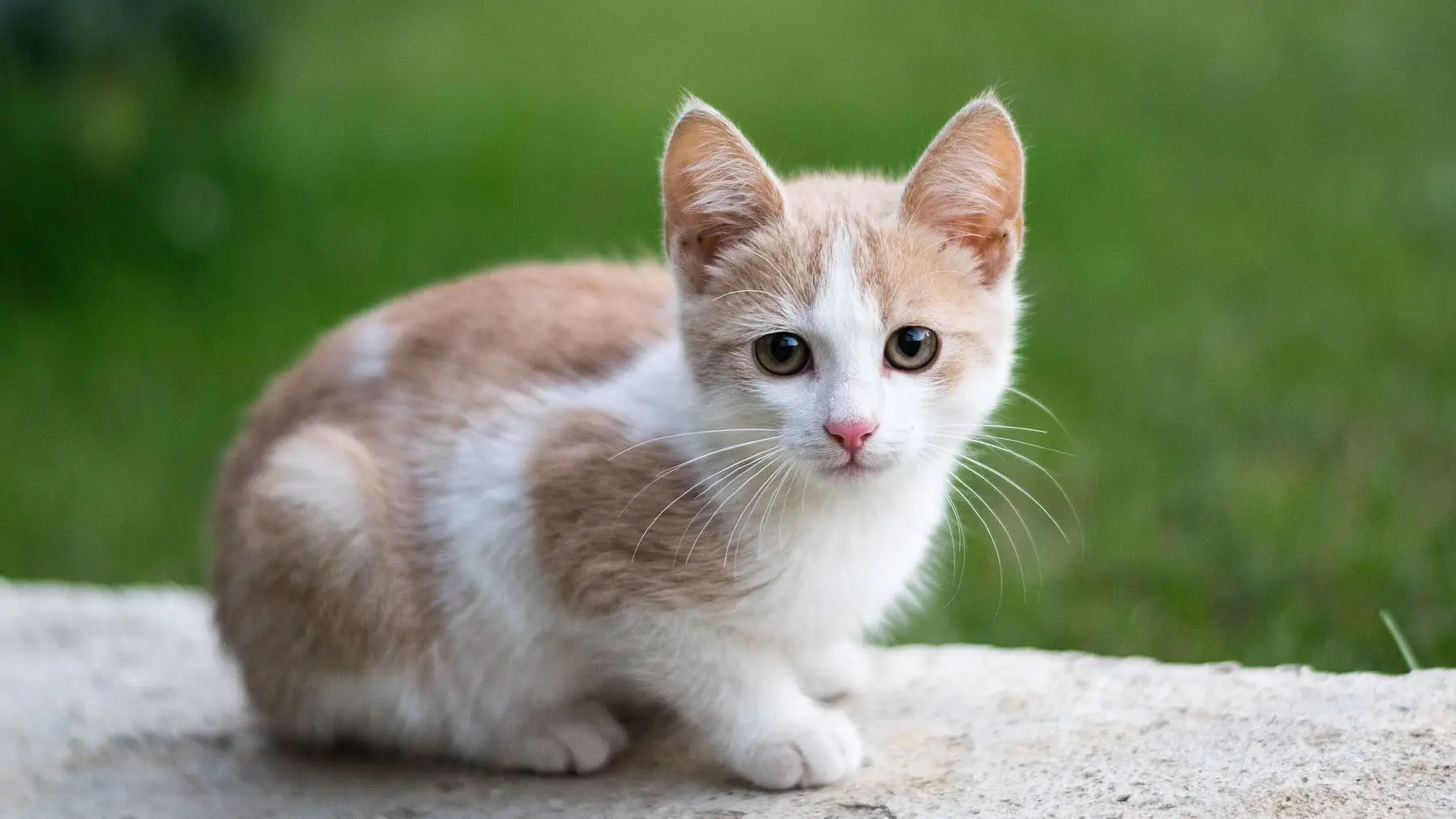 Allerta toxoplasmosi in gravidanza: ecco l’unico modo sicuro per lavare la verdura