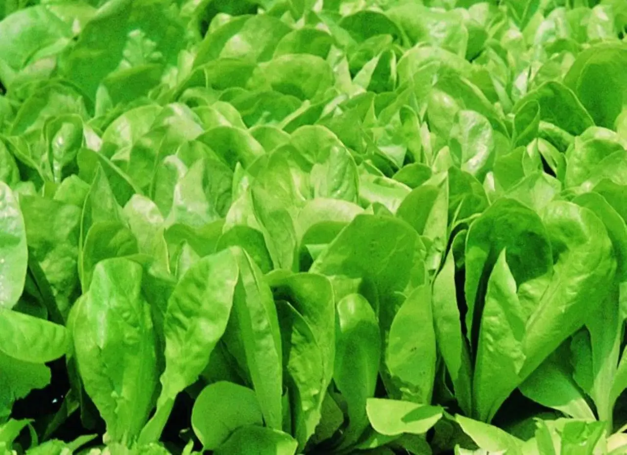 Non comprare queste piante al vivaio: puoi trovare gratis nel bosco queste meraviglie