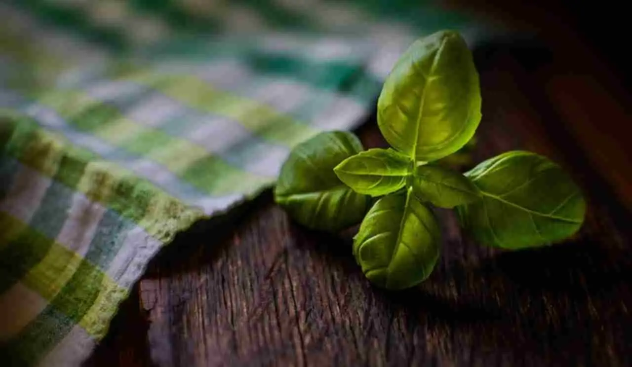 Dove posizionare il basilico: ecco cosa dice il giardiniere, lo sapevi?
