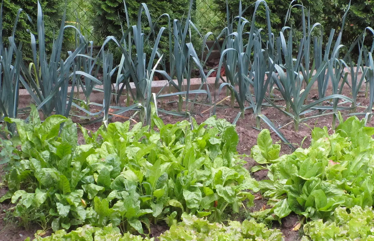Cosa trapiantare nell’orto a agosto: ecco le verdure che non puoi dimenticare