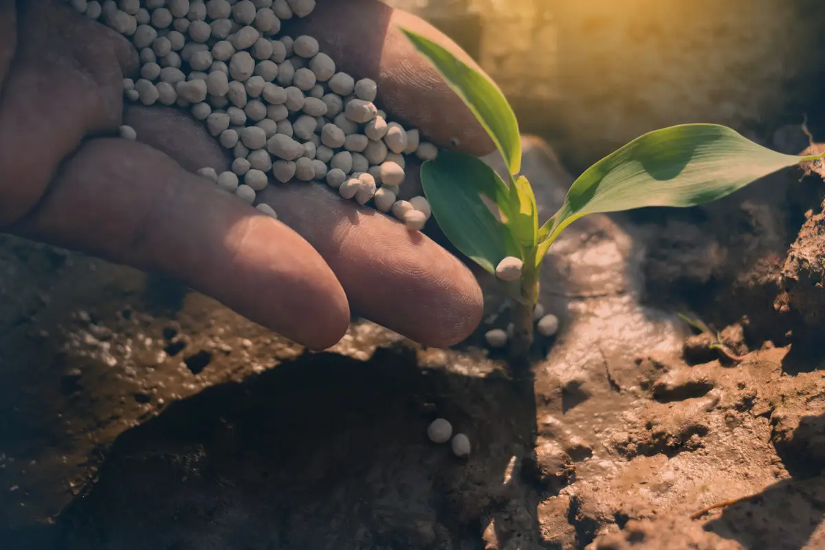 Quale concime naturale scegliere per l’orto? Ecco lo stallatico migliore secondo gli esperti