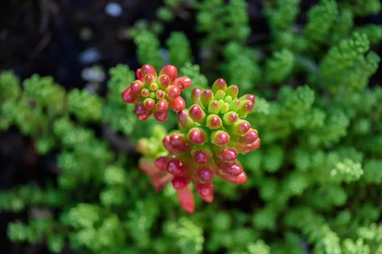 Sedum: la pianta grassa che sopravvive anche al gelo più intenso